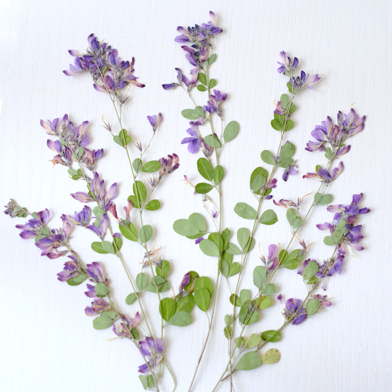 Resin Art Baby - 6 adet, doğa Lespedeza Formosa Kurutulmuş