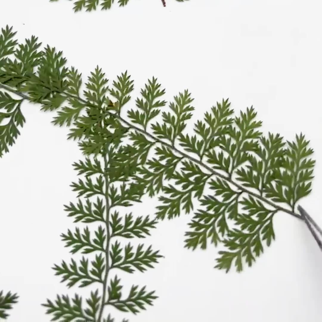 100 Adet Doğal Yağmur Eğrelti  - Resin Art Baby incelemesi ve fiyatı