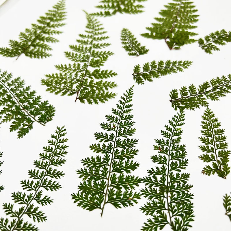 100 Adet Doğal Yağmur Eğrelti  - Resin Art Baby incelemesi ve fiyatı